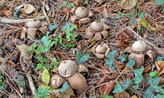 211022 earthstars (3)