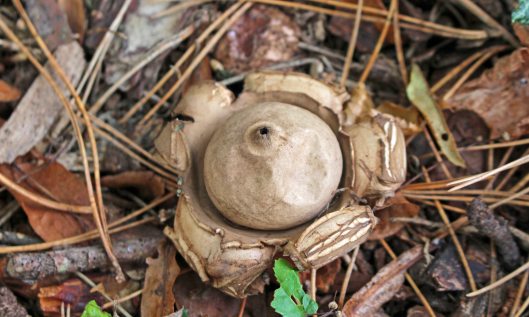 211022 earthstars (4)