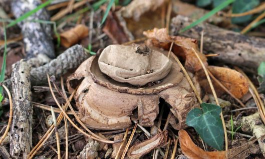 211022 earthstars (5)