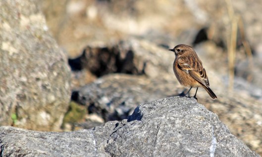 211023 stonechat (1)
