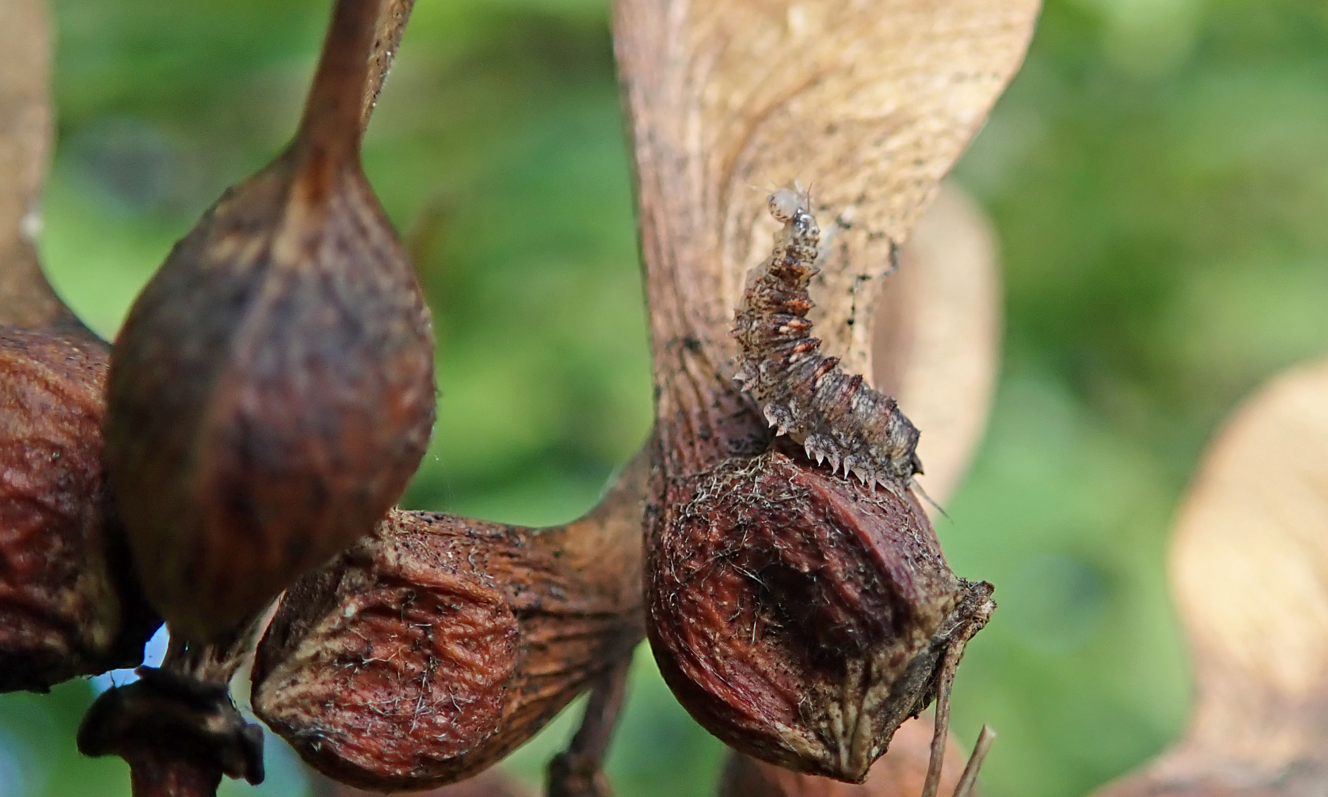 211026 hoverfly larva (1)