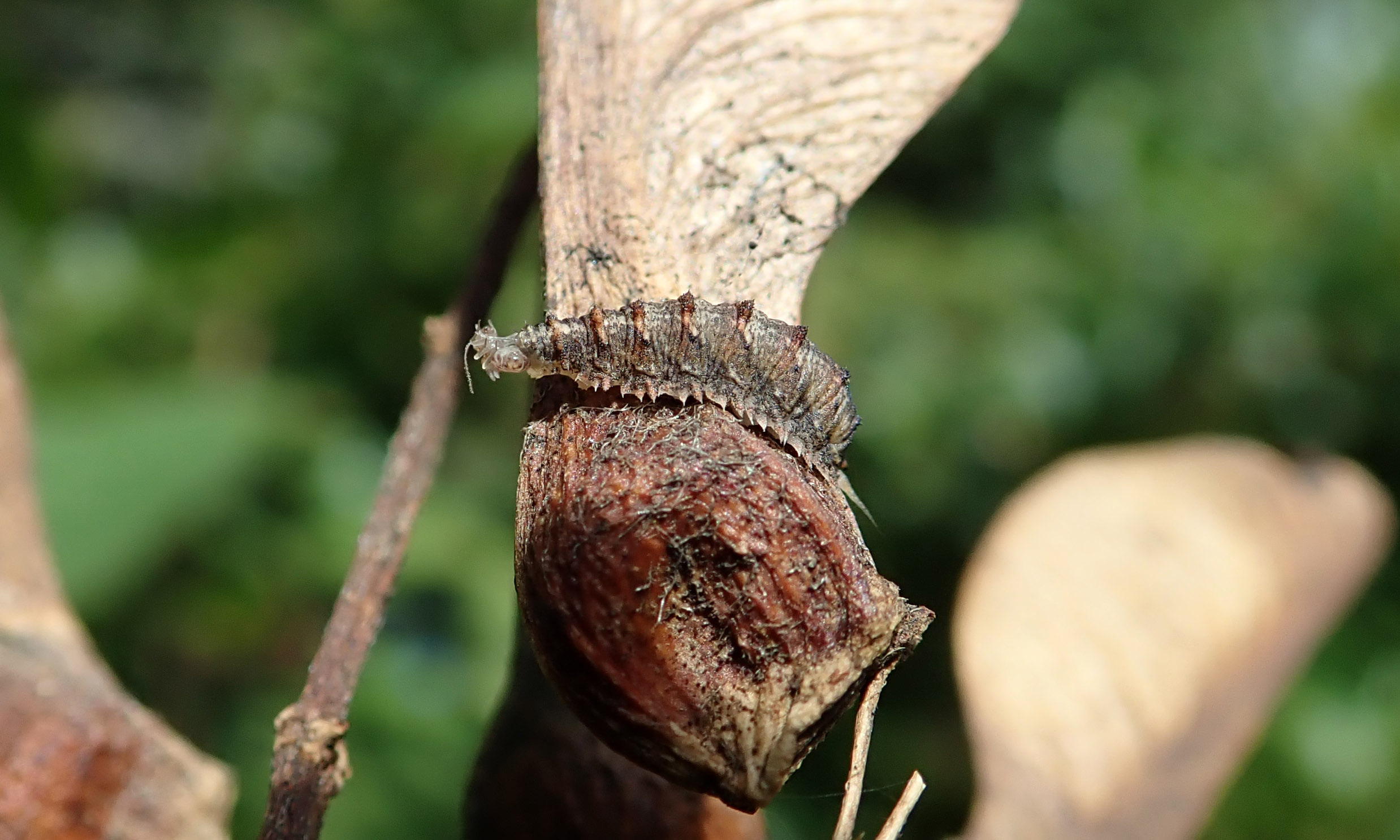 211026 hoverfly larva (2)