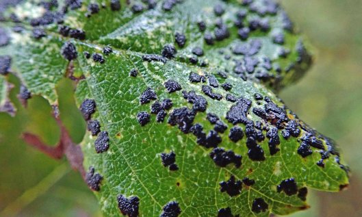 211029 Dothidella ulmi (1)