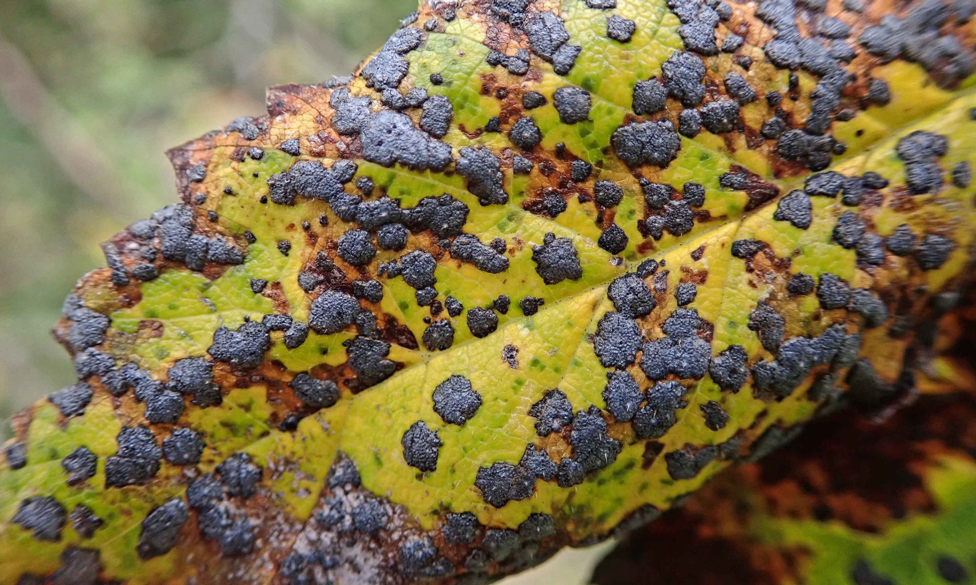 211029 Dothidella ulmi (2)