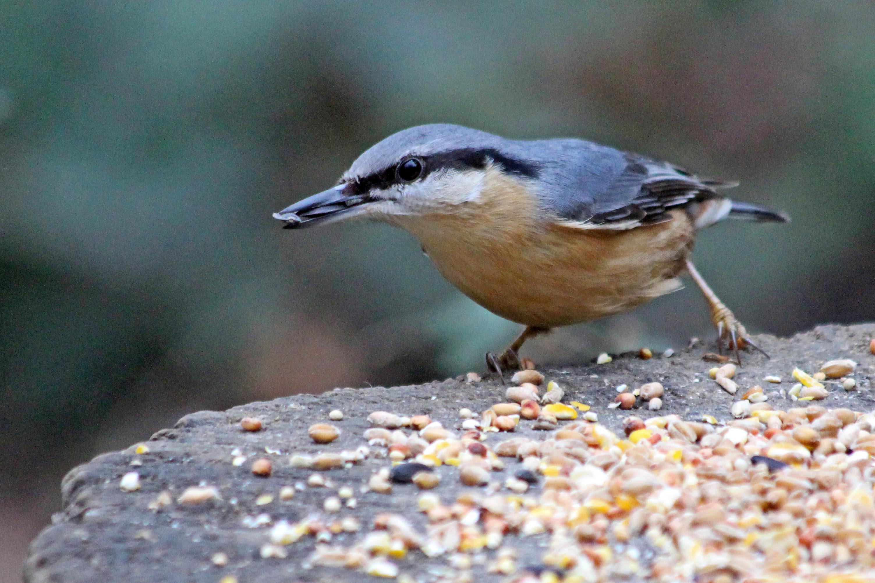 211030 nuthatch