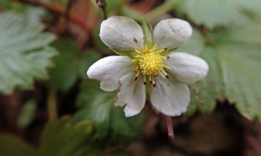 211031 barren strawberry