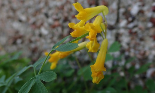 211031 yellow corydalis