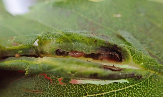 211103 Dasineura fraxini (3)