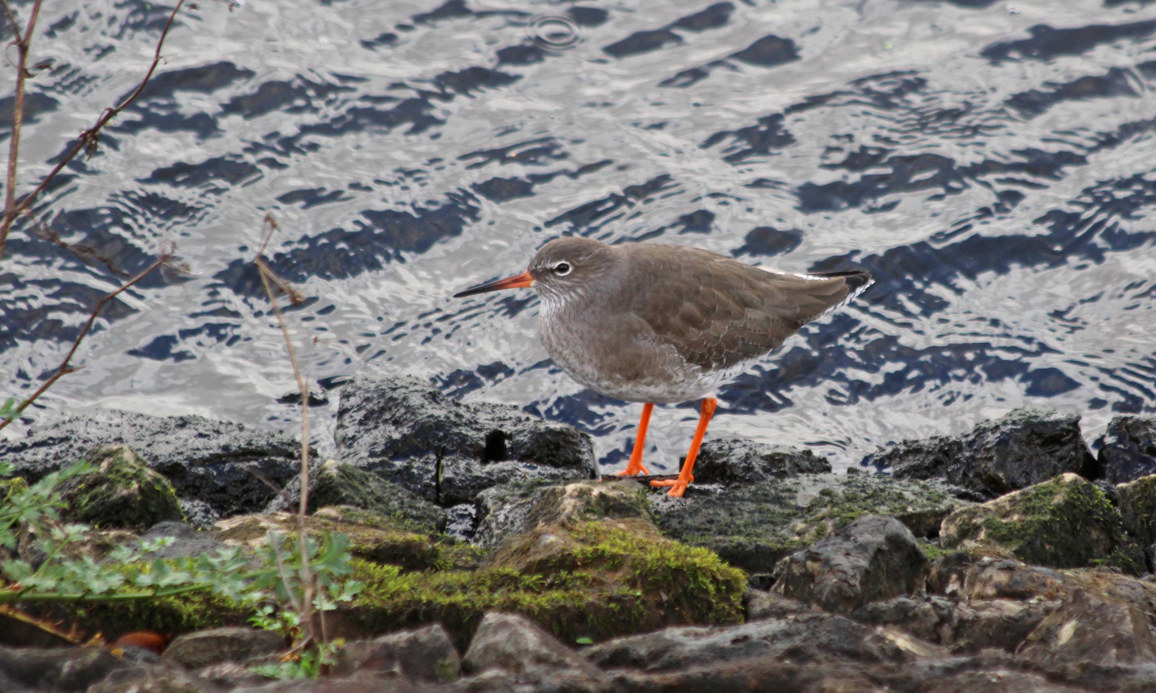 211102 redshank