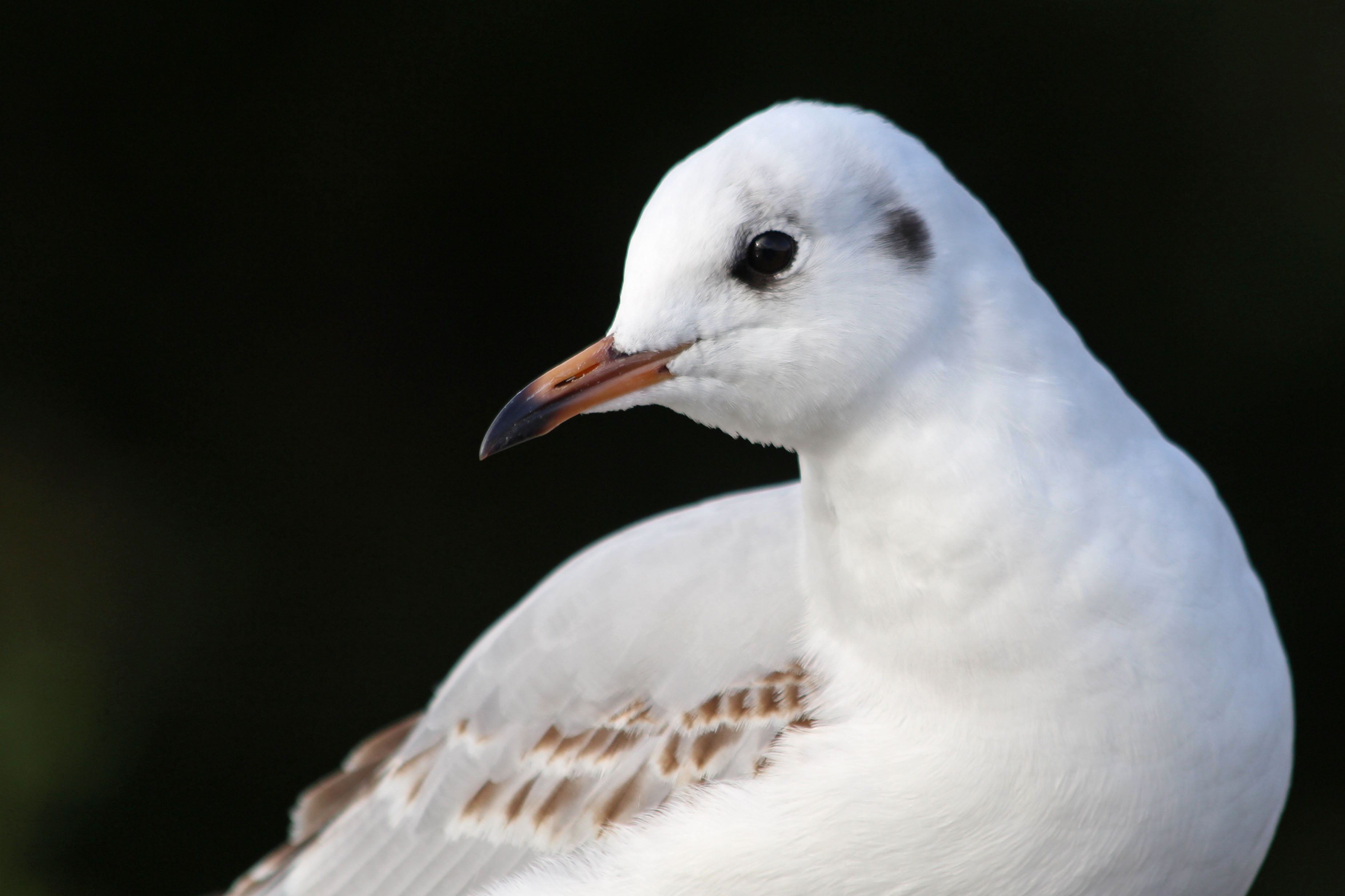 211104 black-headed gull