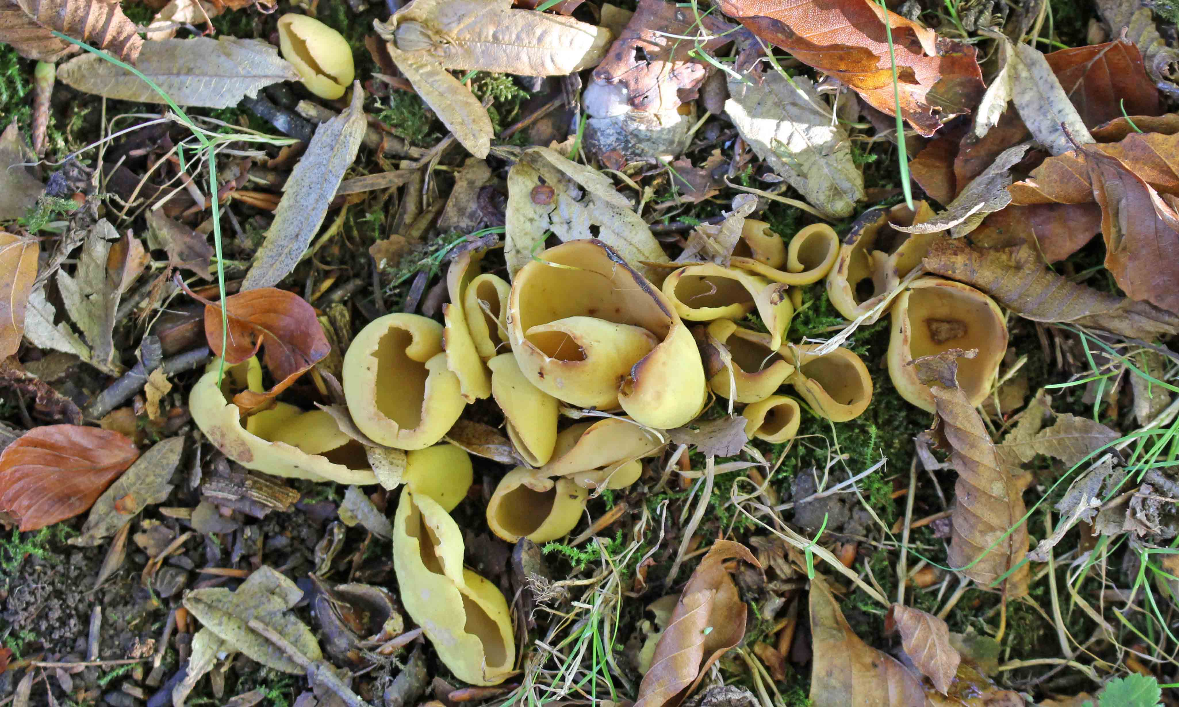 211105 otidea species (1)