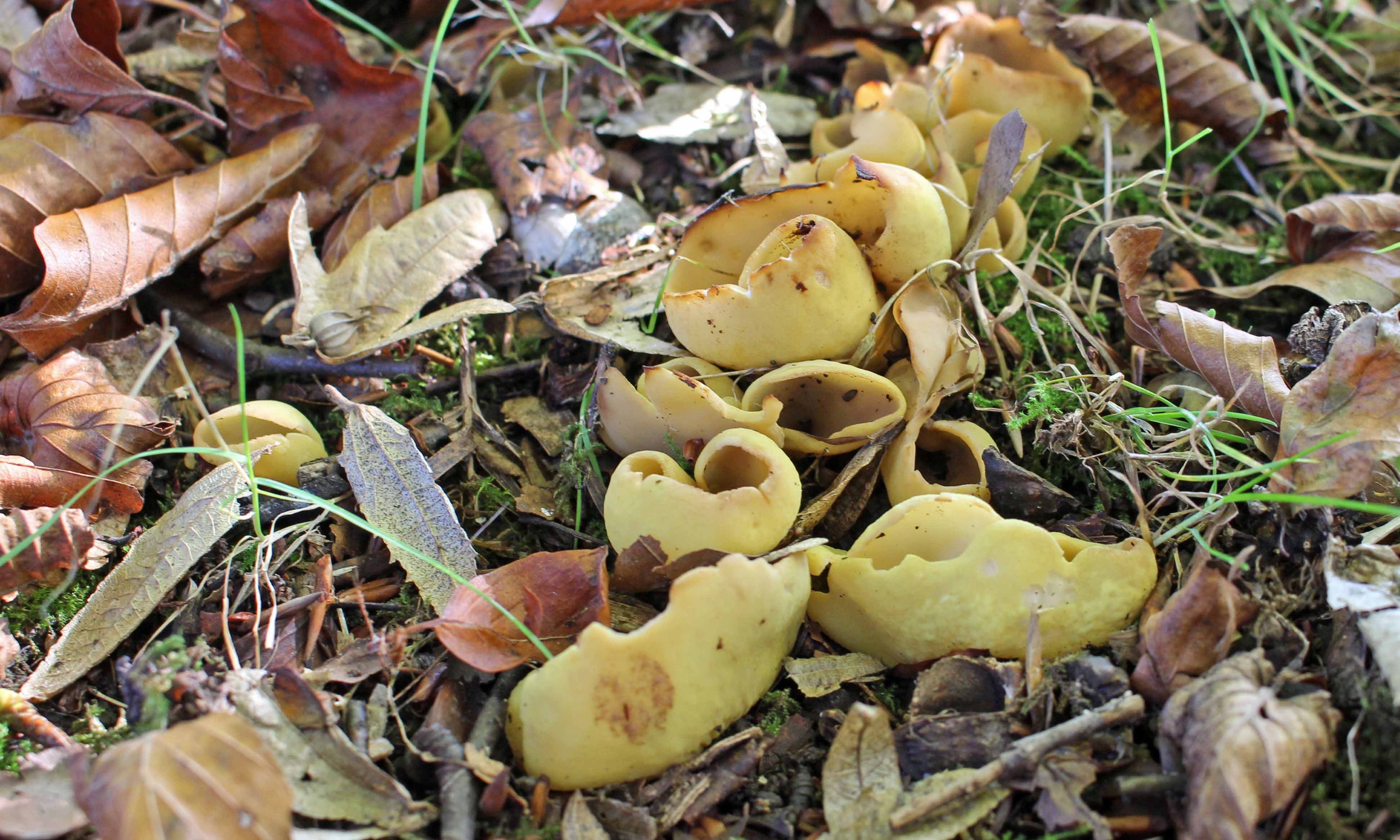 211105 otidea species (2)