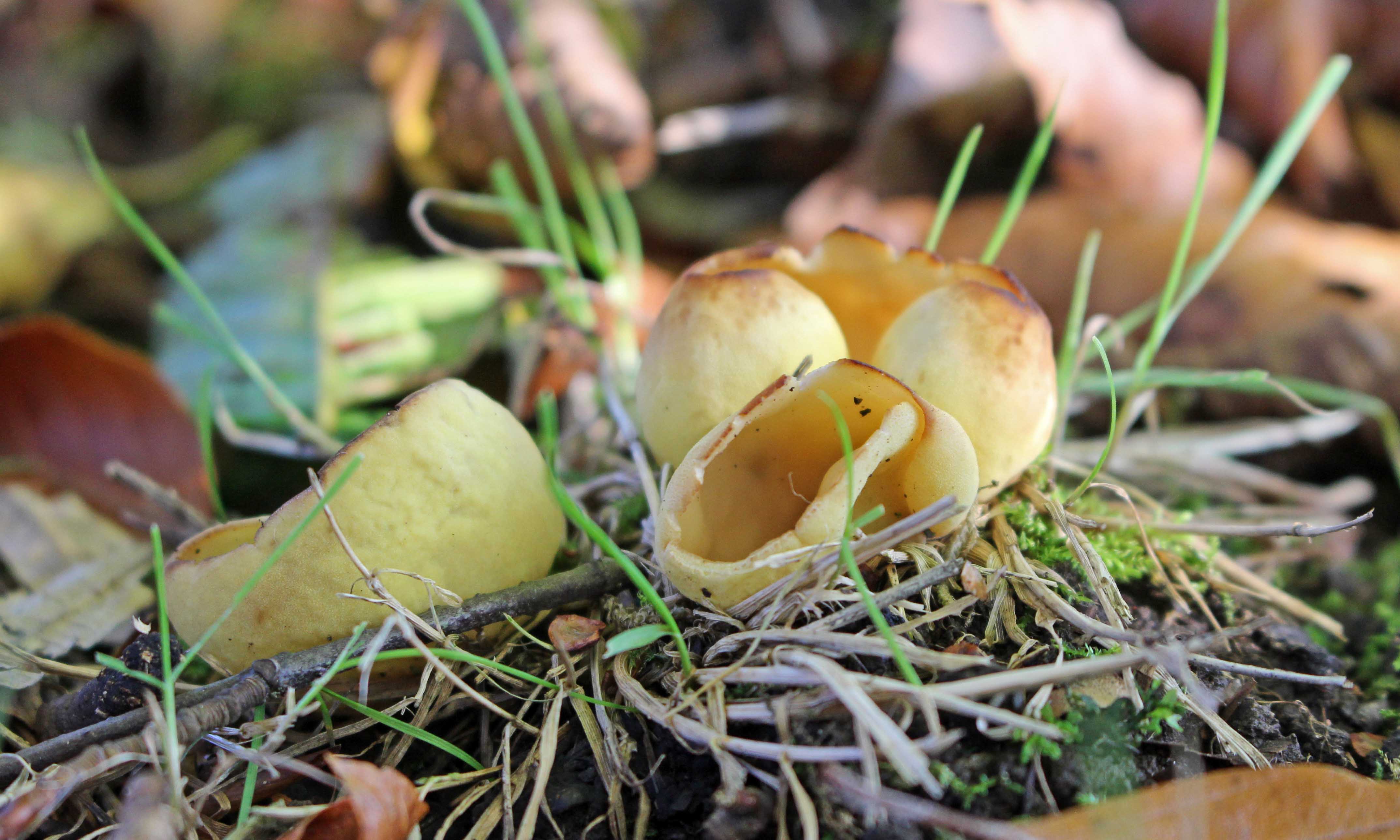 211105 otidea species (3)