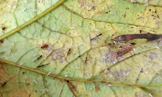 211106 syrphus sp (1)