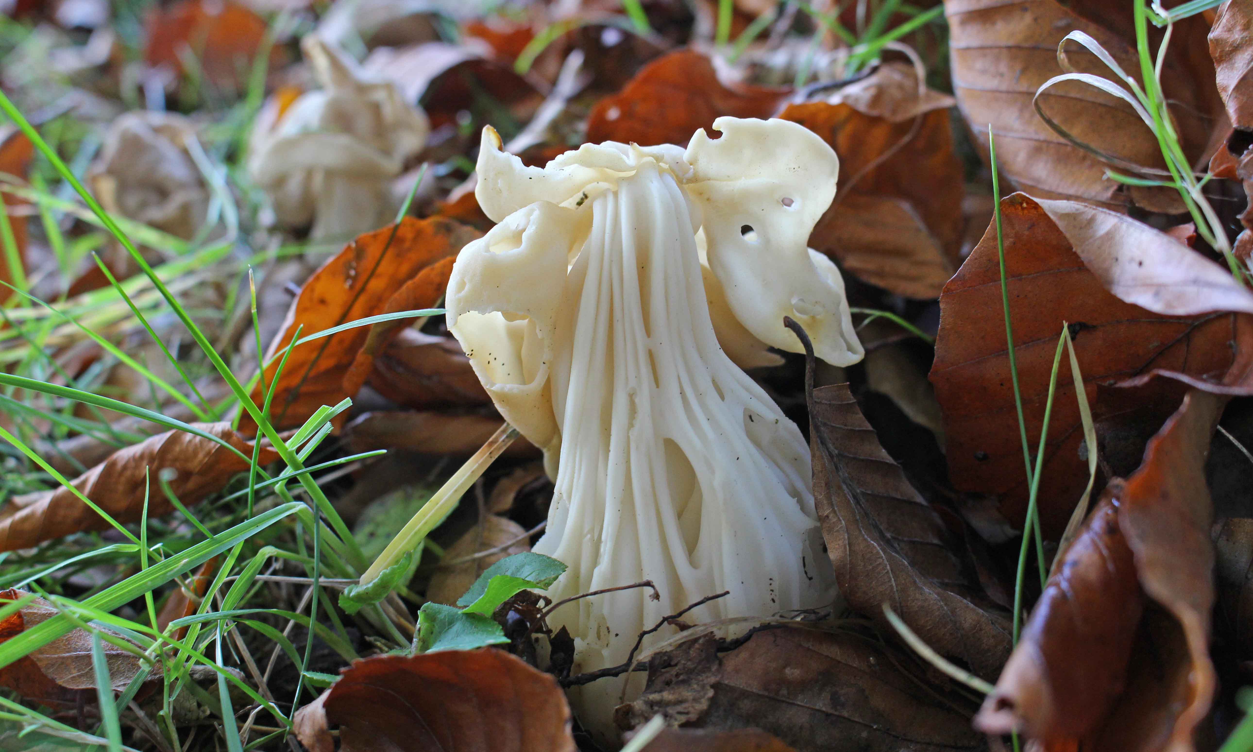 211109 helvella crispa (1)