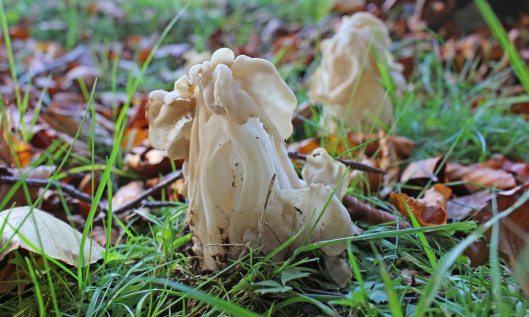 211109 helvella crispa (2)