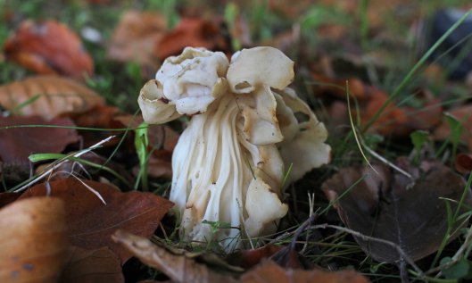 211109 helvella crispa (3)