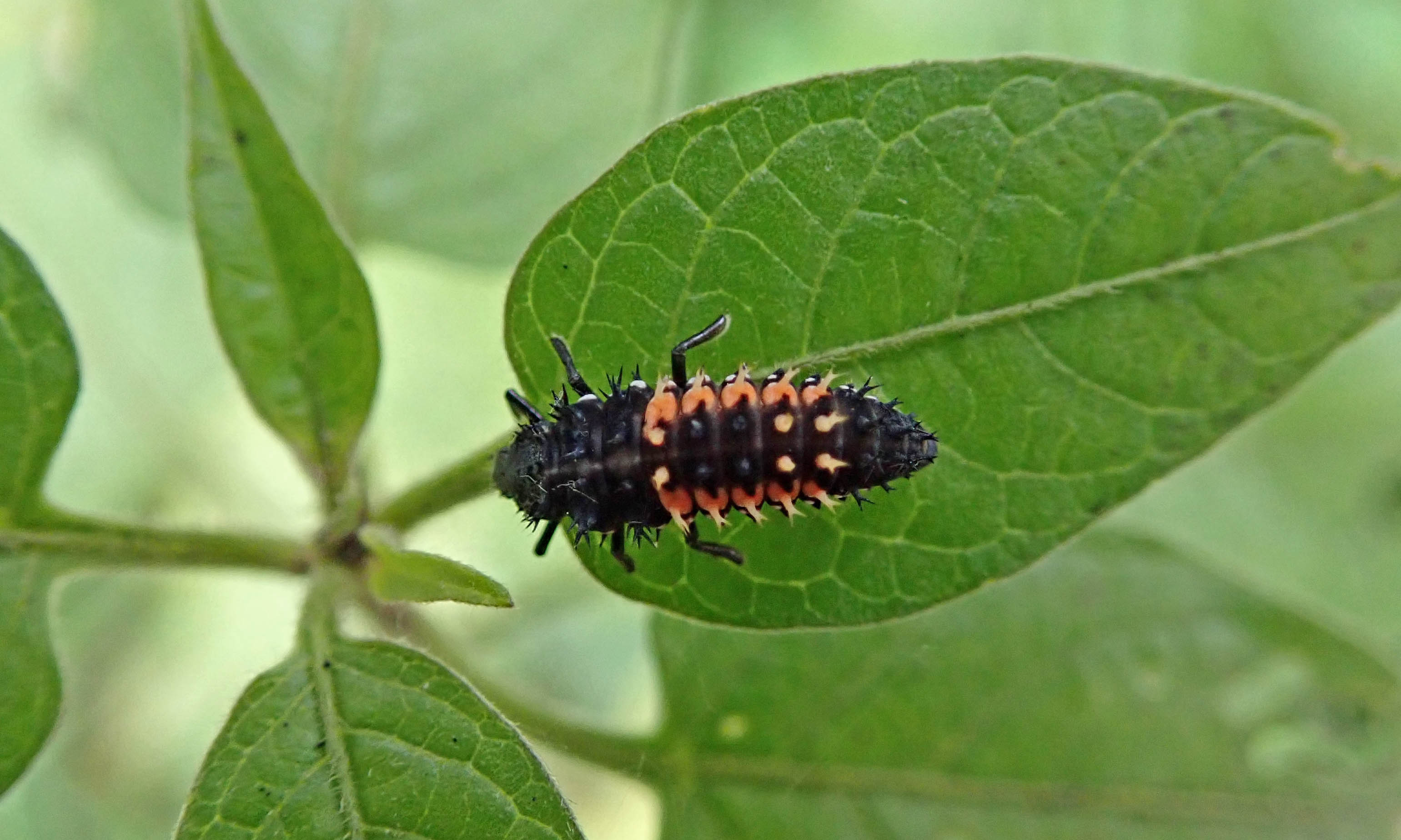 211111 ladybirds (2)