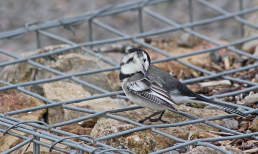 211113 pied wagtail