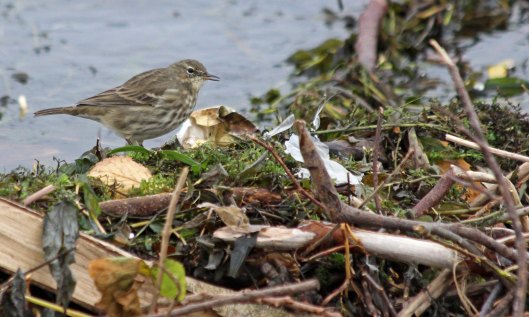 211113 rock pipit