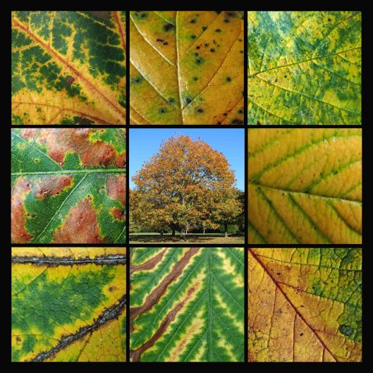 211114 autumn colours