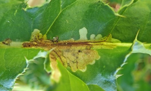 211115 Scrobipalpa acuminatella (1)