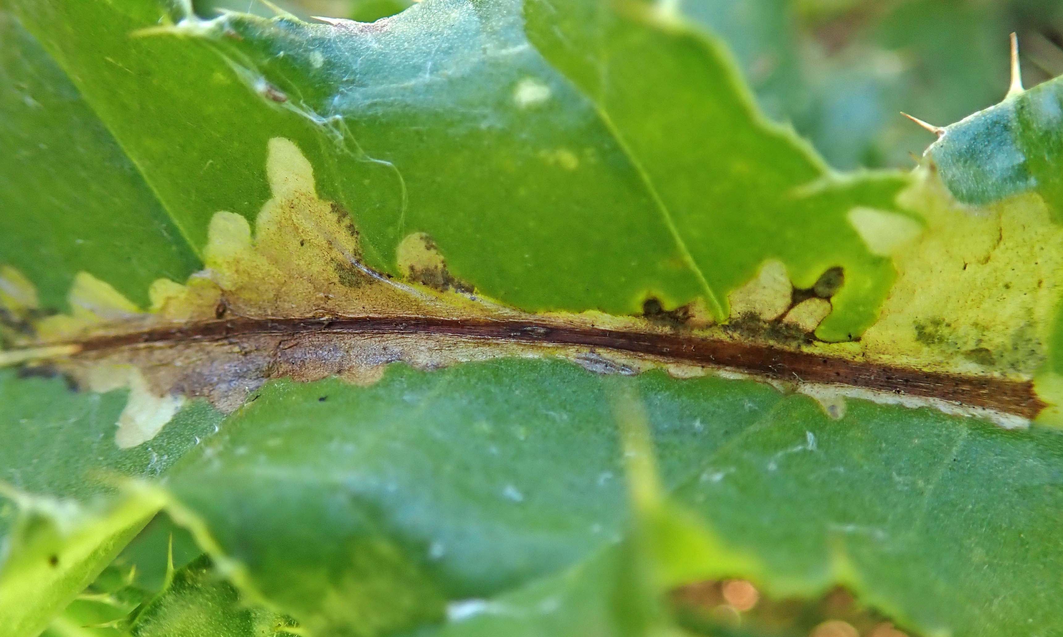 211115 Scrobipalpa acuminatella (2)