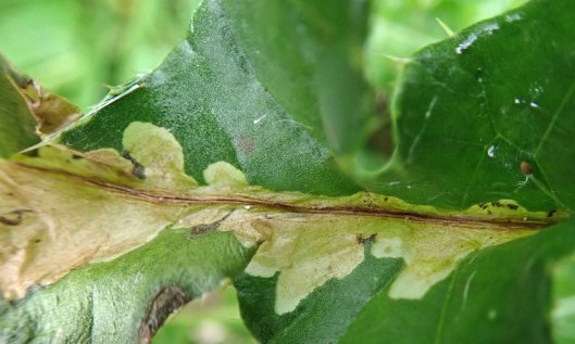 211115 Scrobipalpa acuminatella (3)
