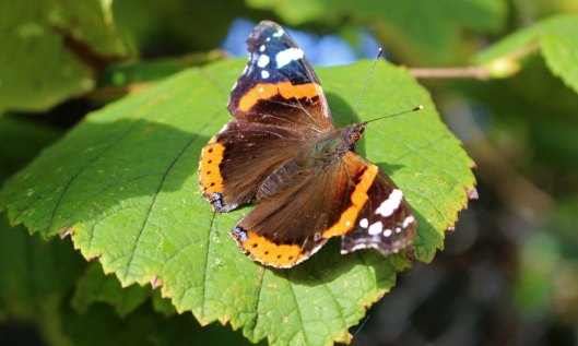 211118 red admiral