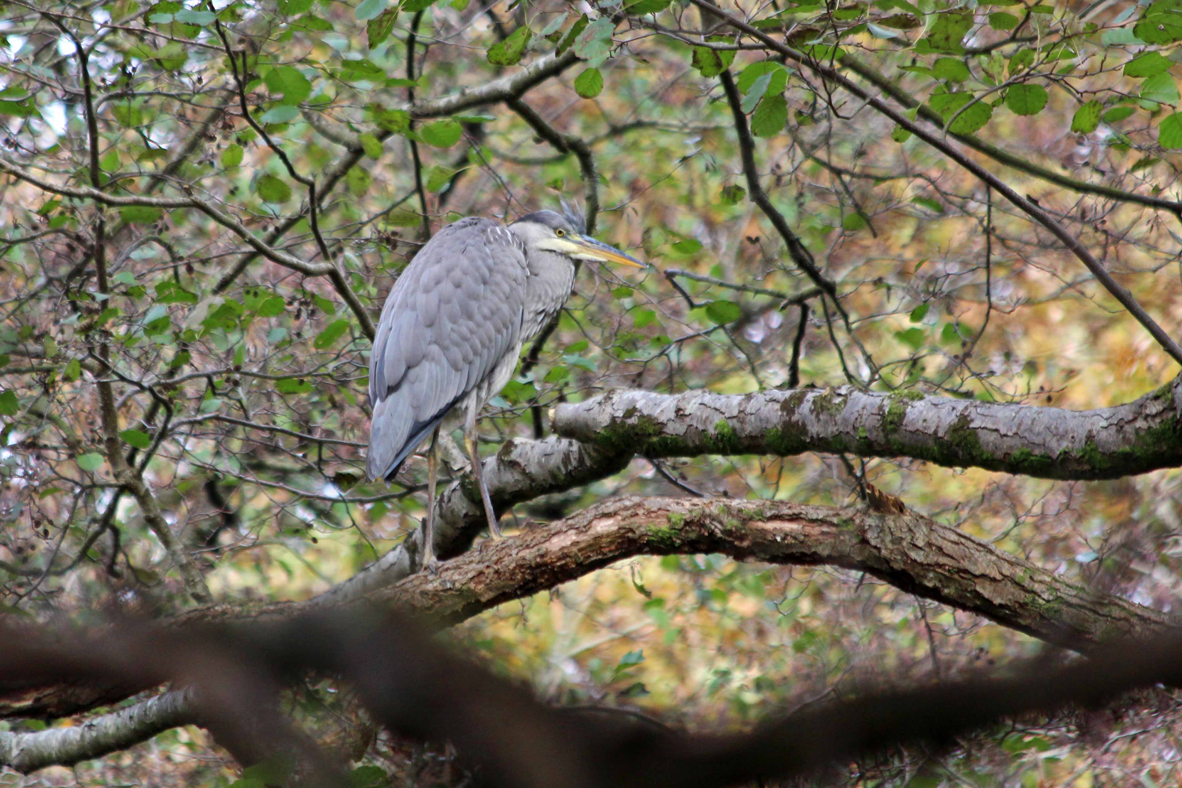 211120 grey heron