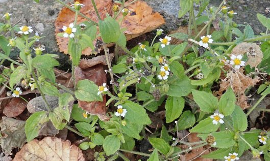 211121 gallant soldier (1)