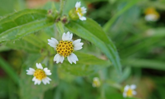 211121 gallant soldier (2)