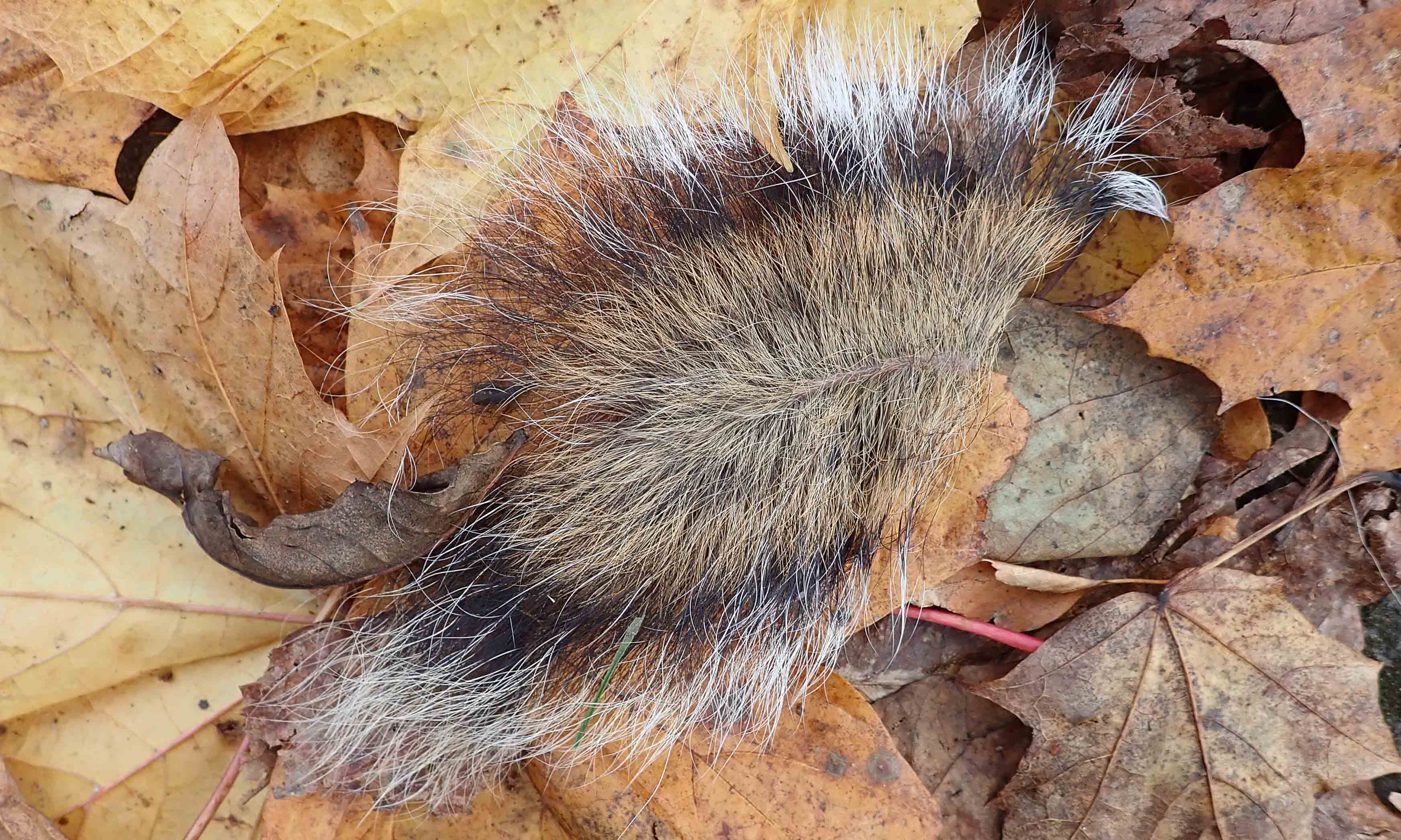 211123 squirrel's tail