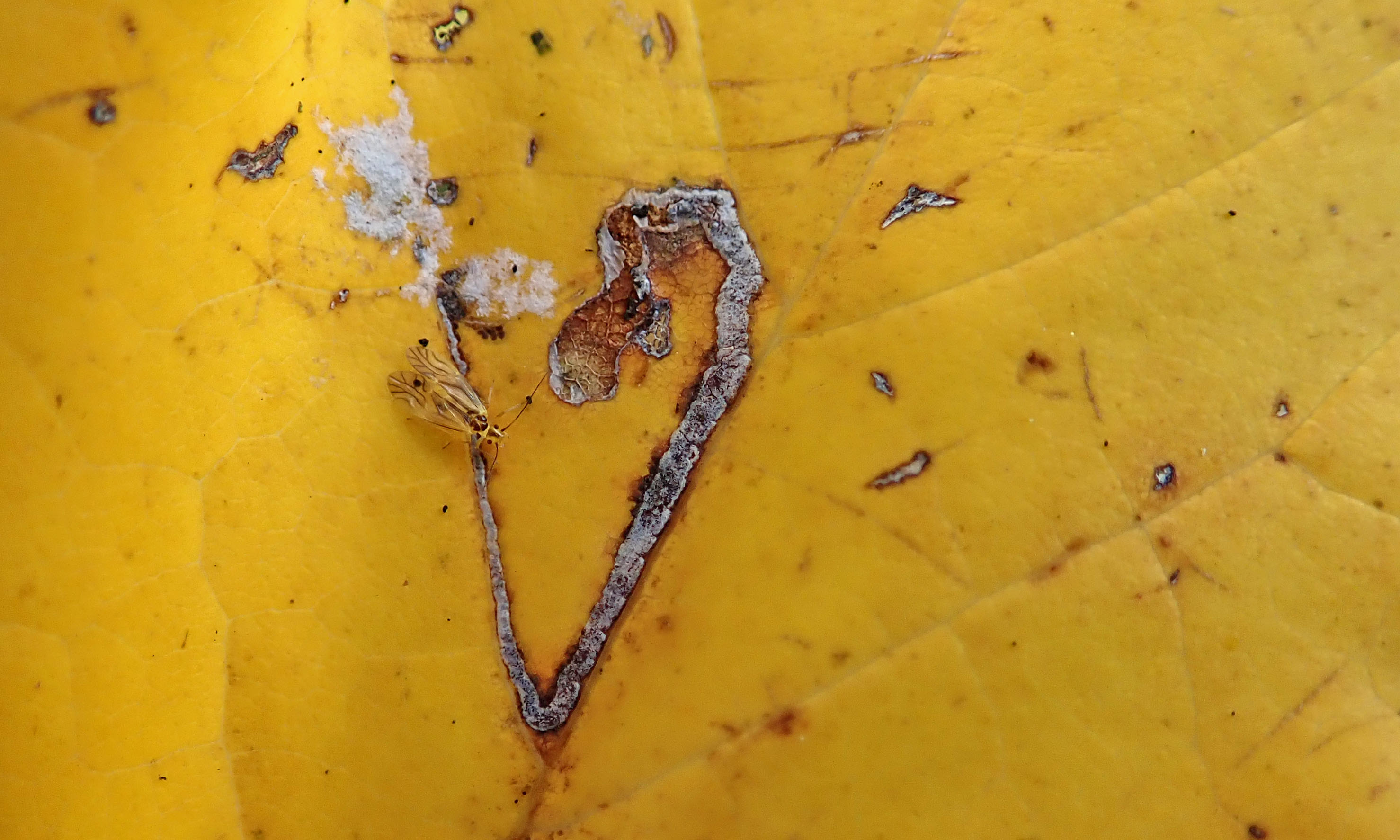 211124 Valenzuela flavidus Barkfly (1)