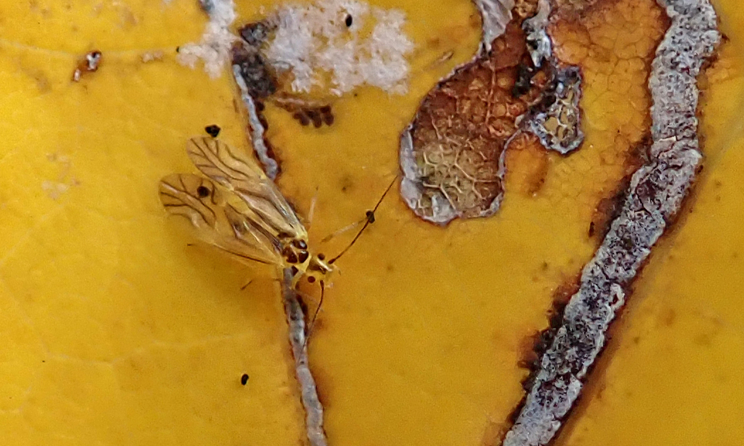 211124 Valenzuela flavidus Barkfly (2)