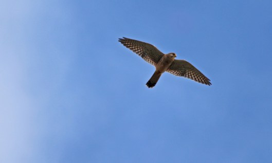 211125 kestrel