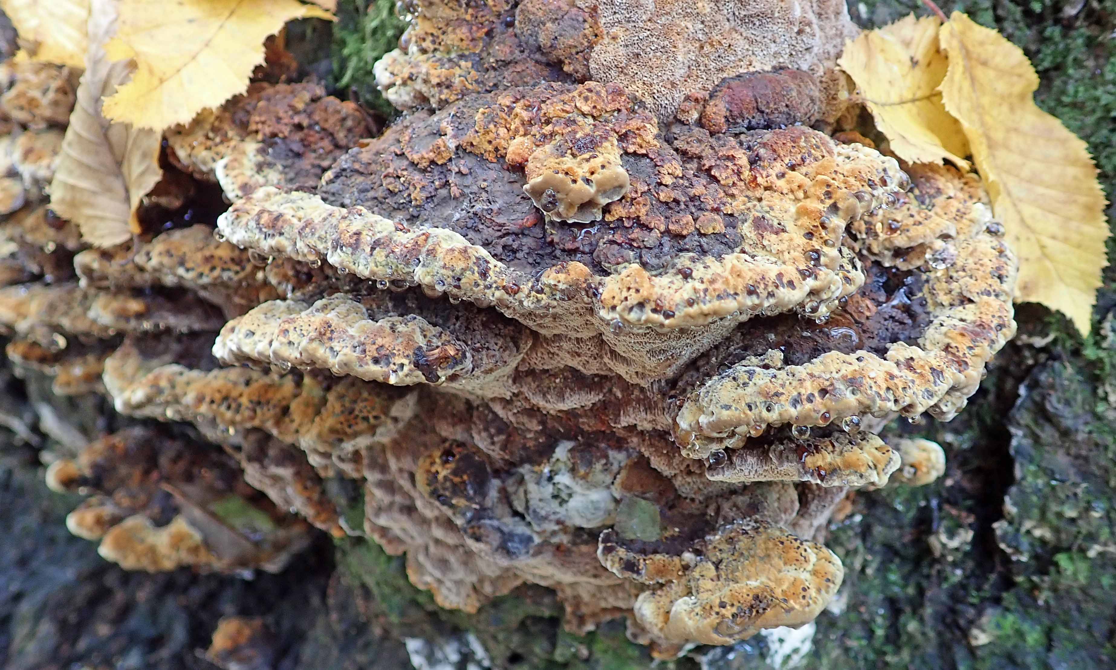 211126 alder brackets (1)