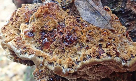 211126 alder brackets (2)