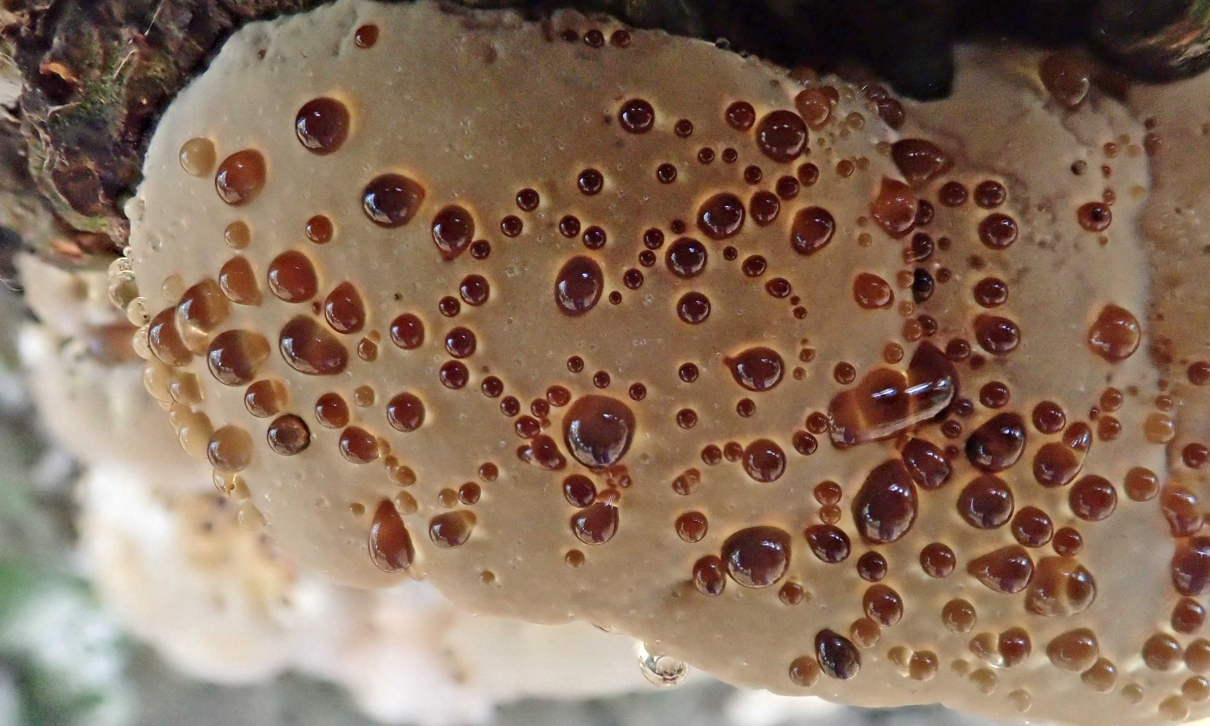 211126 alder brackets (3)