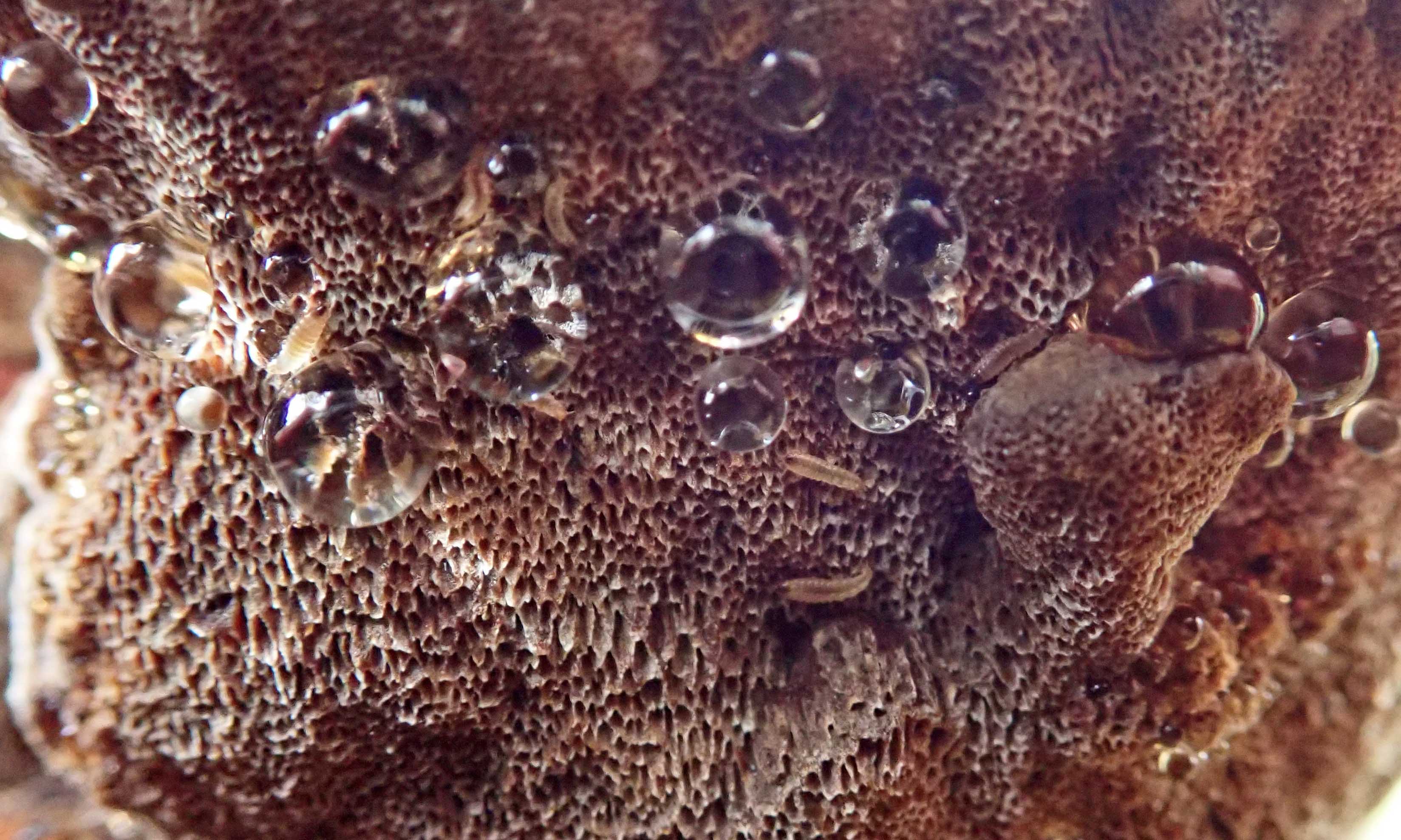 211126 alder brackets (4)