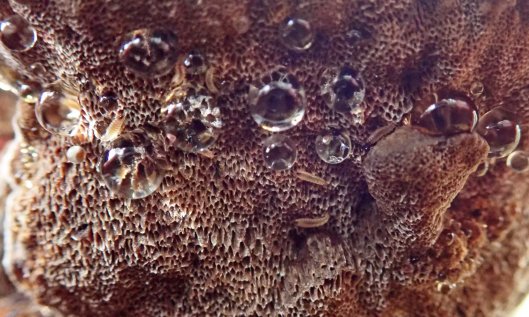 211126 alder brackets (4)