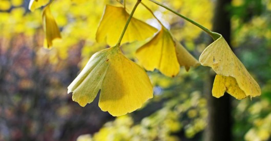 211128 ginkgos (1)
