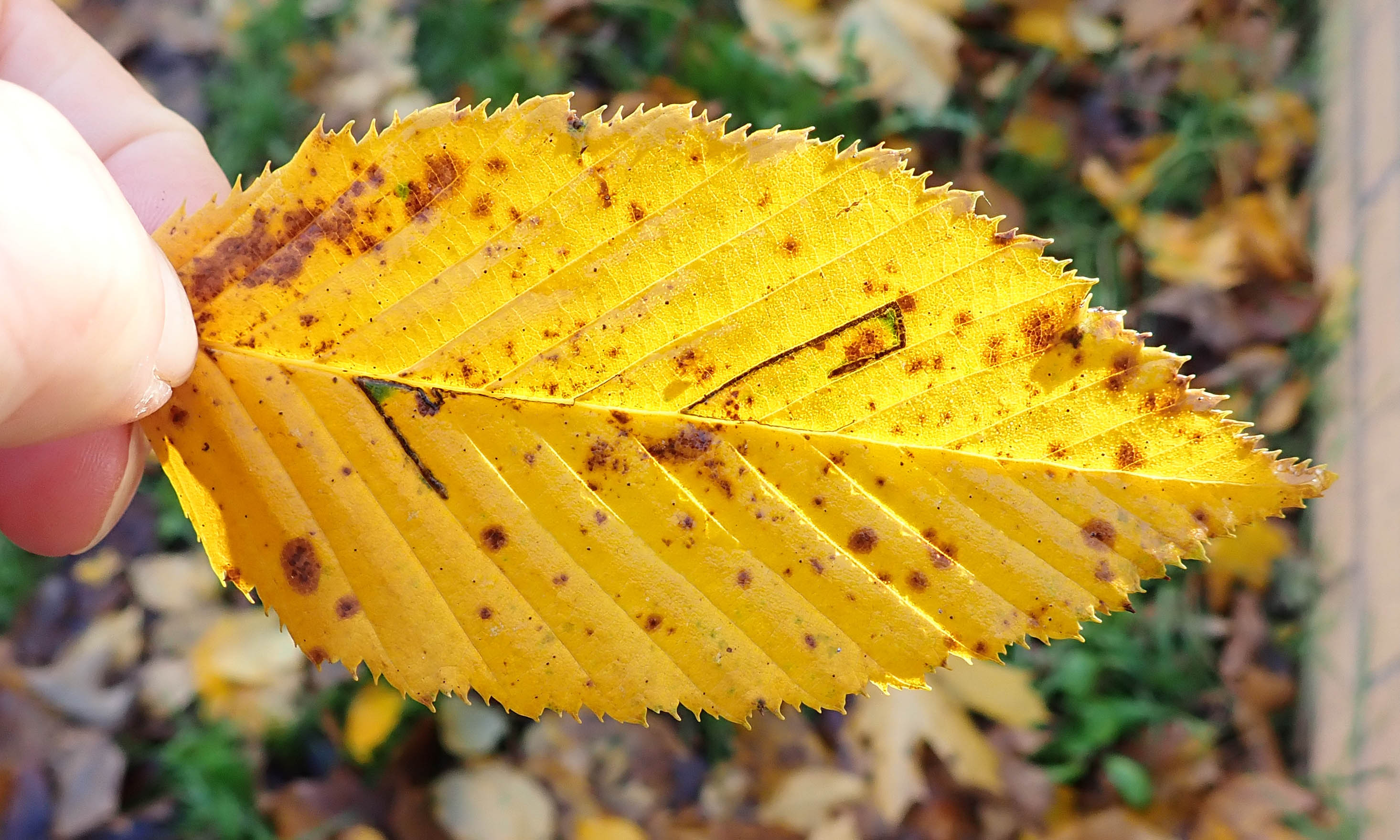 211129 Stigmella microtheriella (1)