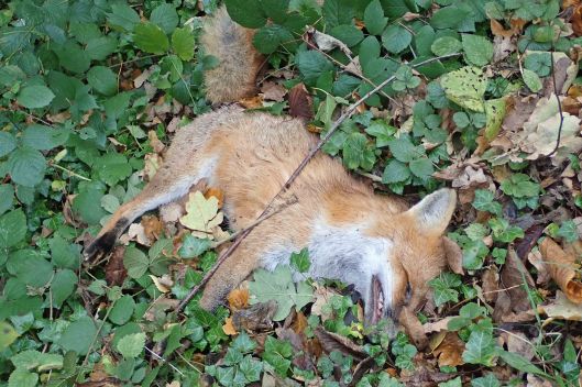 211130 dead fox