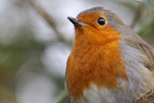 211201 robin
