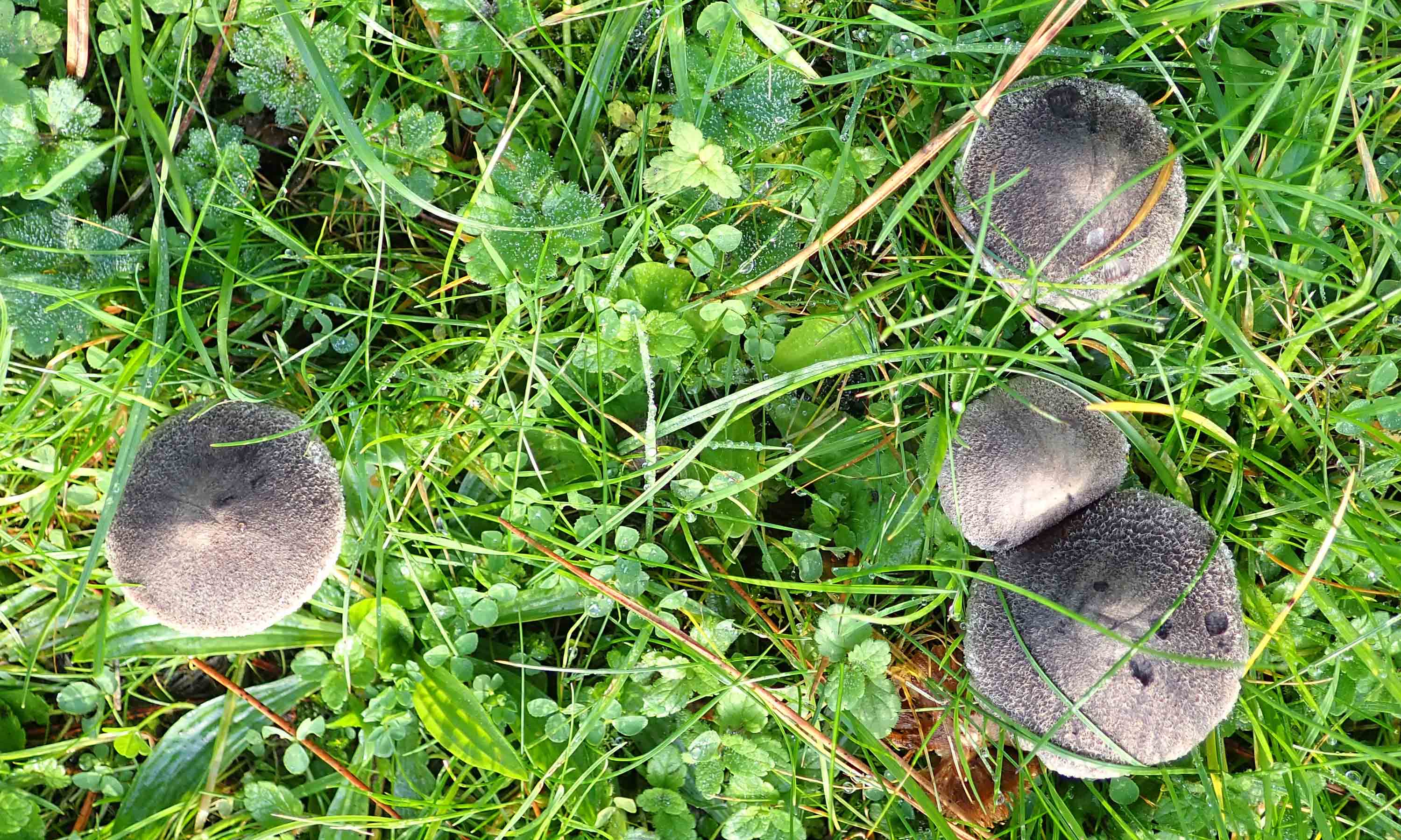 211203 grey knight (1)