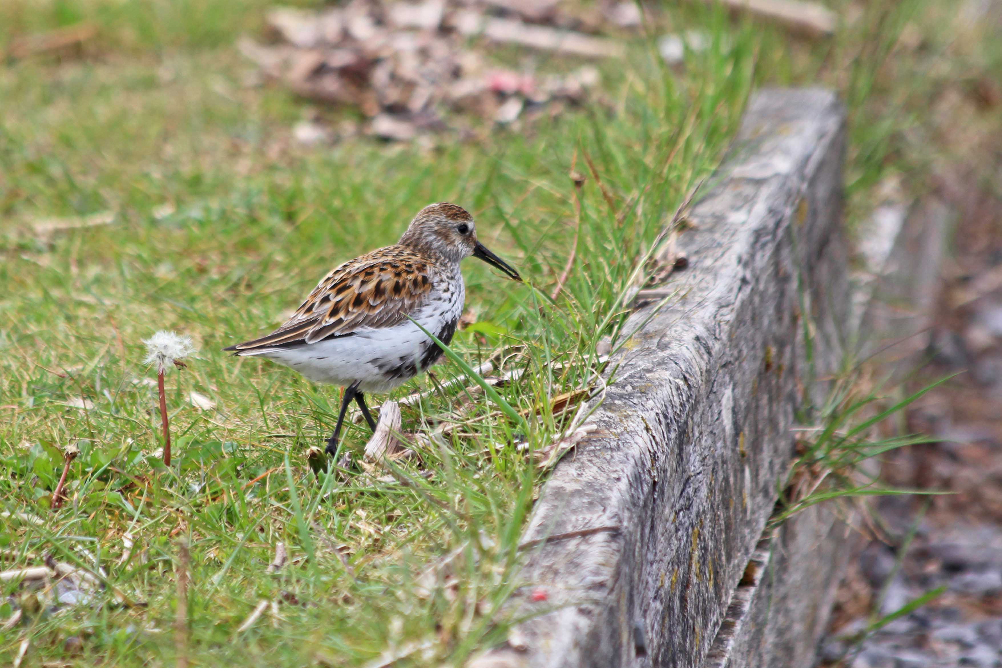 211209 dunlin
