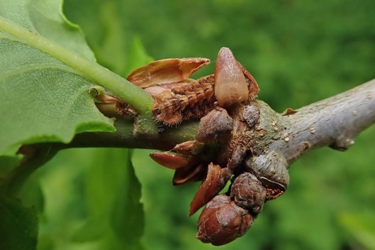211213 purple hairstreak larva