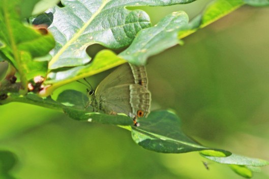 211213 purple hairstreak