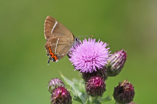 211213 white-letter hairstreak
